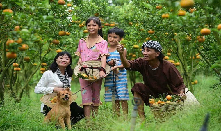 Các điểm tham quan quýt hồng tại huyện Lai Vung  bắt đầu mở cửa đón khách