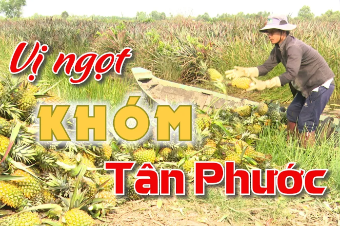 Vị ngọt khóm Tân Phước